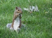 14th Aug 2023 - I Got Me an Acorn