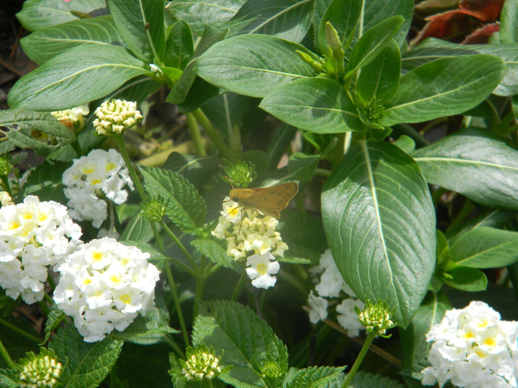 Butterfly in Garden  by sfeldphotos