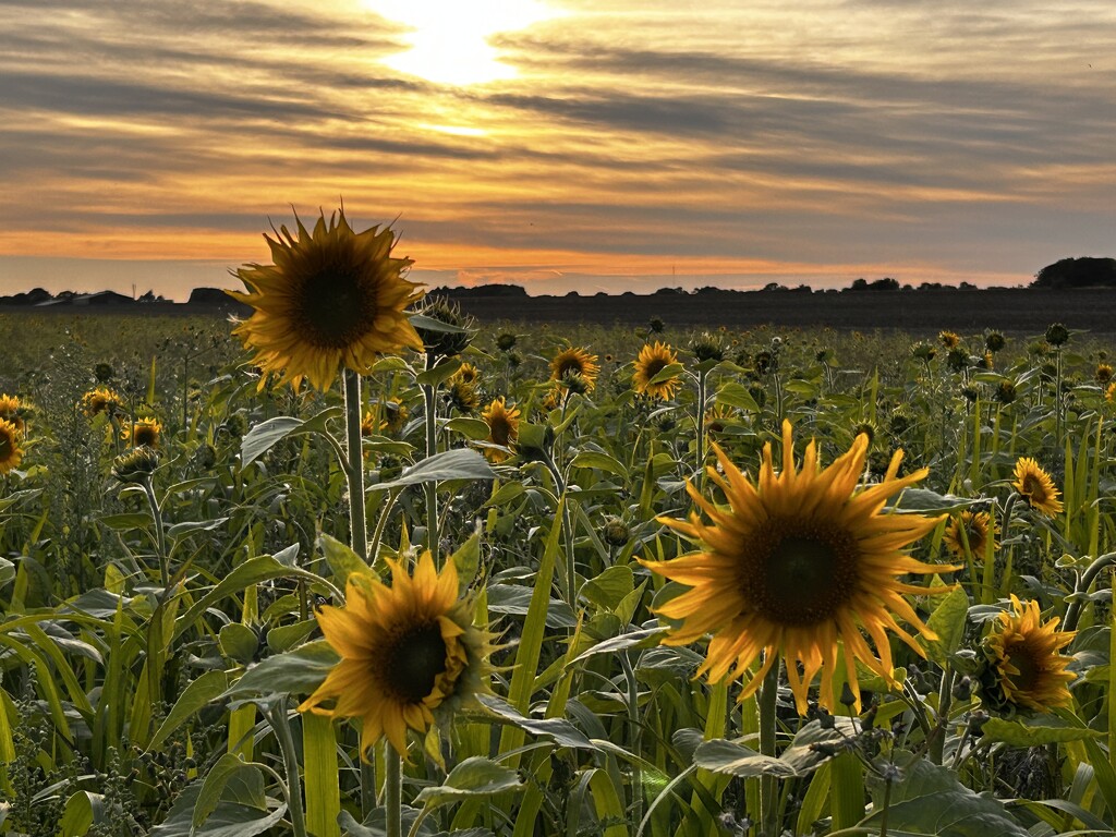 Sunflower & Sunset Filler by phil_sandford
