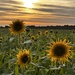 Sunflower & Sunset Filler by phil_sandford