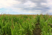 15th Aug 2023 - Flowering corn. 