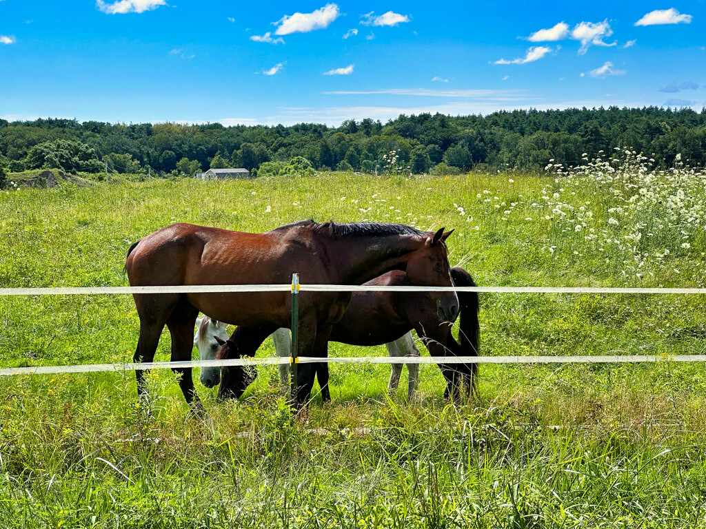 Outdoor dining by joansmor