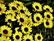 15th Aug 2023 - Pretty Yellow Daisies ~ 