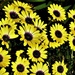 Pretty Yellow Daisies ~  by happysnaps