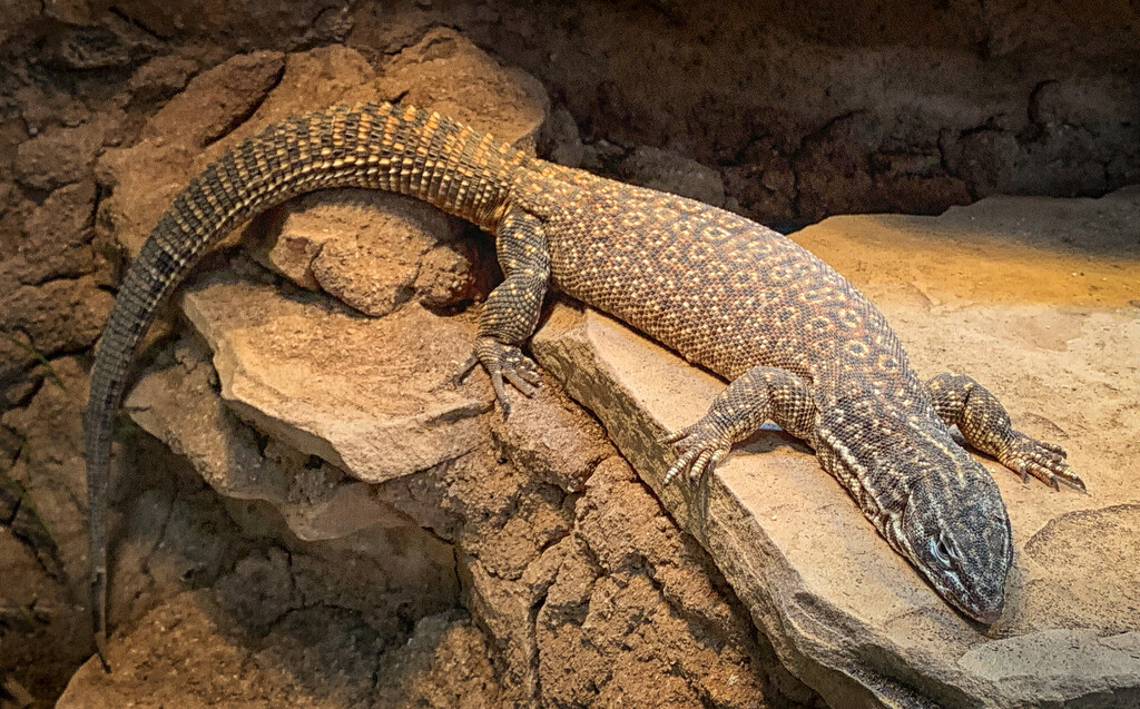 Lounging Lizard by 365projectorgbilllaing