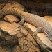 Lounging Lizard by 365projectorgbilllaing