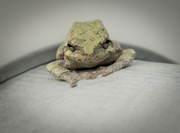 14th Aug 2023 - Grey Tree Frog