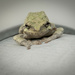 Grey Tree Frog by randystreat