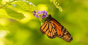 14th Aug 2023 - Monarch Butterfly!