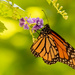 Monarch Butterfly! by rickster549
