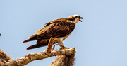 14th Aug 2023 - Osprey Sounding Off!