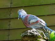 2nd Aug 2023 - Blue Pheasant.