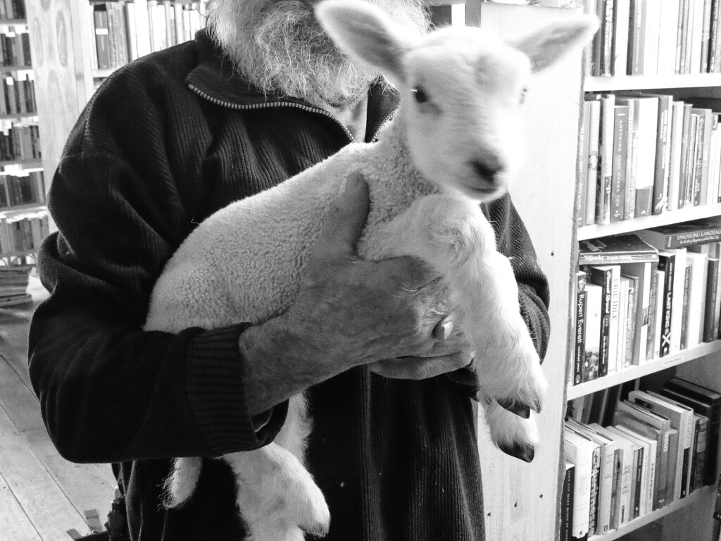 Well read lamb visits bookshop  by kali66