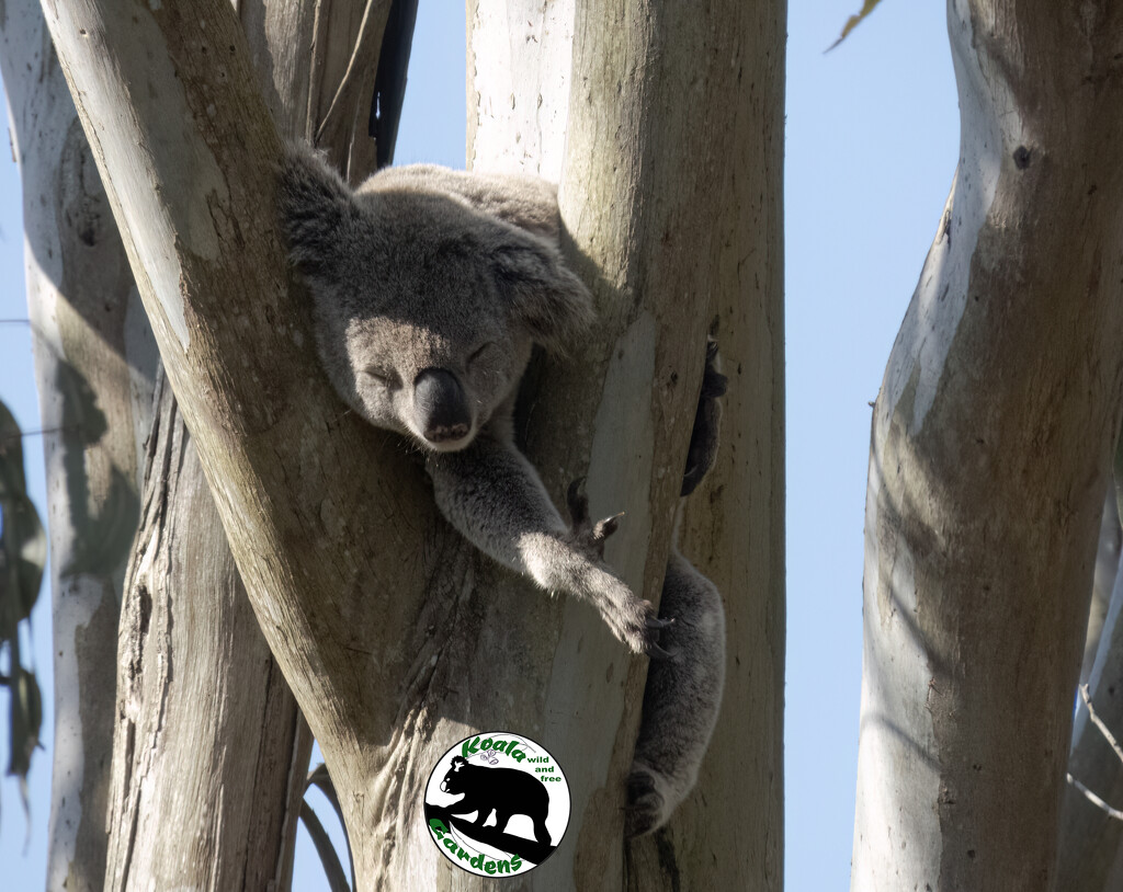 hard days night by koalagardens