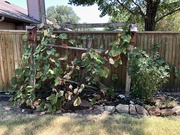 13th Aug 2023 - The grapevine trellis is falling apart