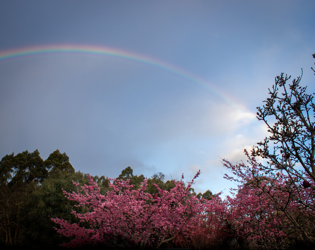 Over the Rainbow by 365projectclmutlow