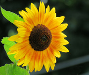 15th Aug 2023 - Sunflower
