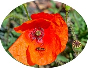 15th Aug 2023 - Poppy And Hoverfly