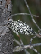15th Aug 2023 - Bark and lichen