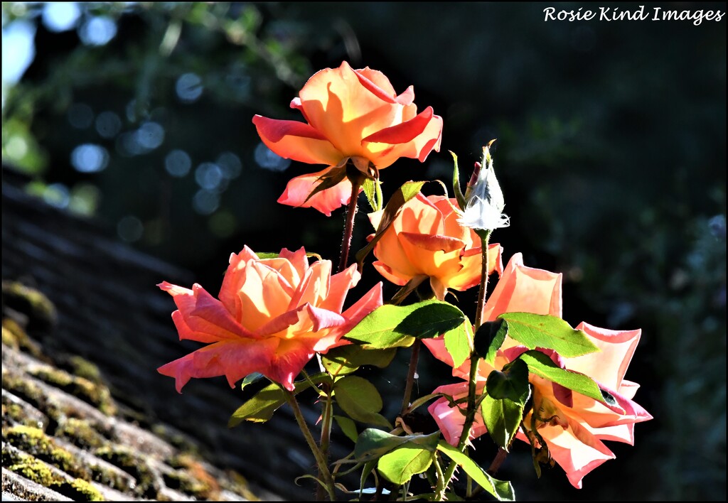Roses from my kitchen window by rosiekind