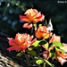Roses from my kitchen window by rosiekind