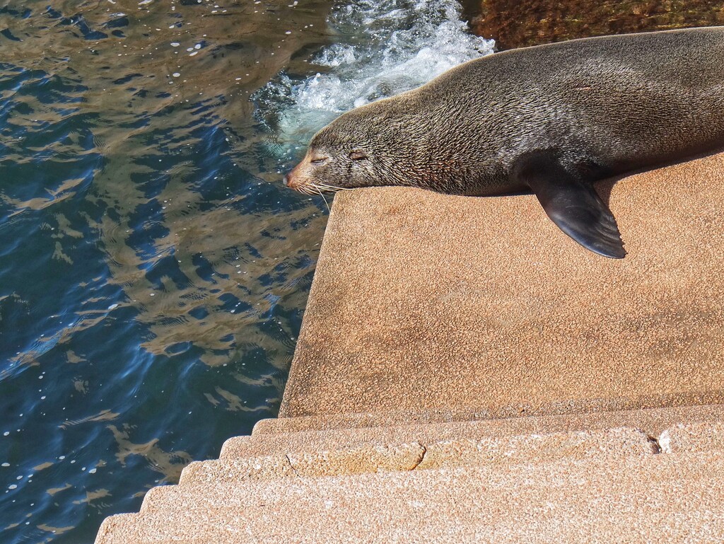 A pod of seals has taken up residence on the steps from the water to the Sydney Opera House.  by johnfalconer