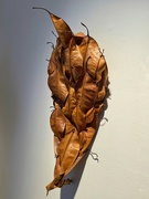 15th Aug 2023 - Dried leaves sculpture. Manly Gallery