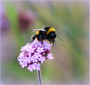 15th Aug 2023 -   Bee  Happy. 