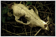 15th Aug 2023 - Badger Skull