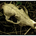 Badger Skull by fbailey