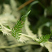 Focus on a Fern by fbailey