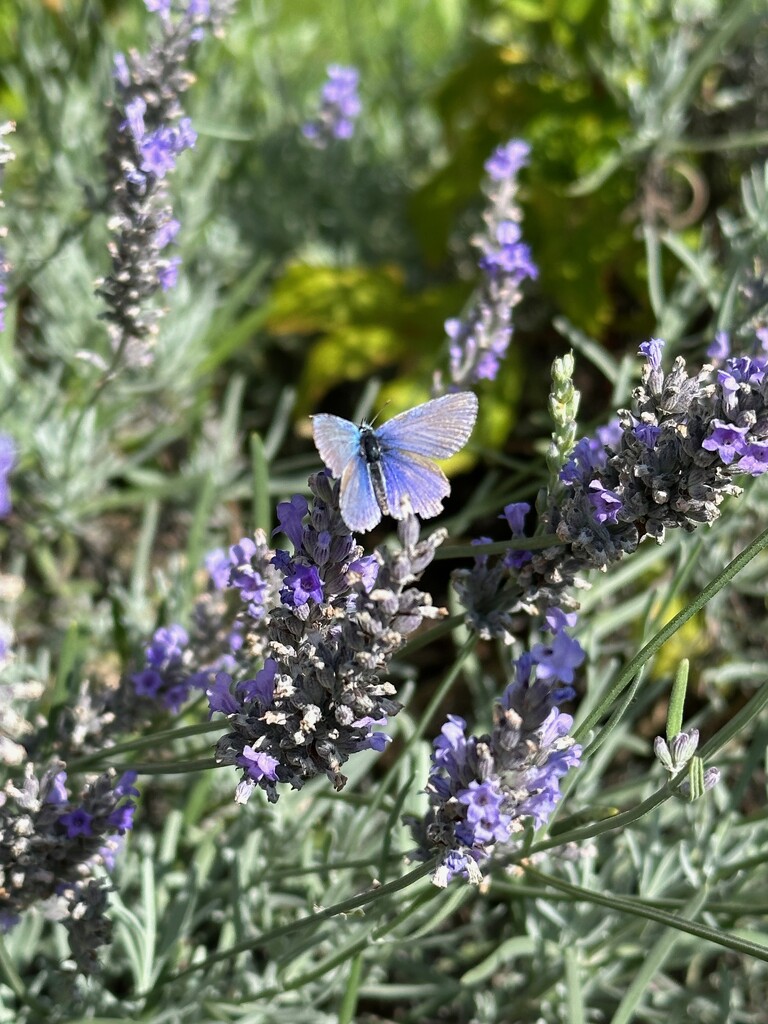 Blue Butterfly by 365projectmaxine
