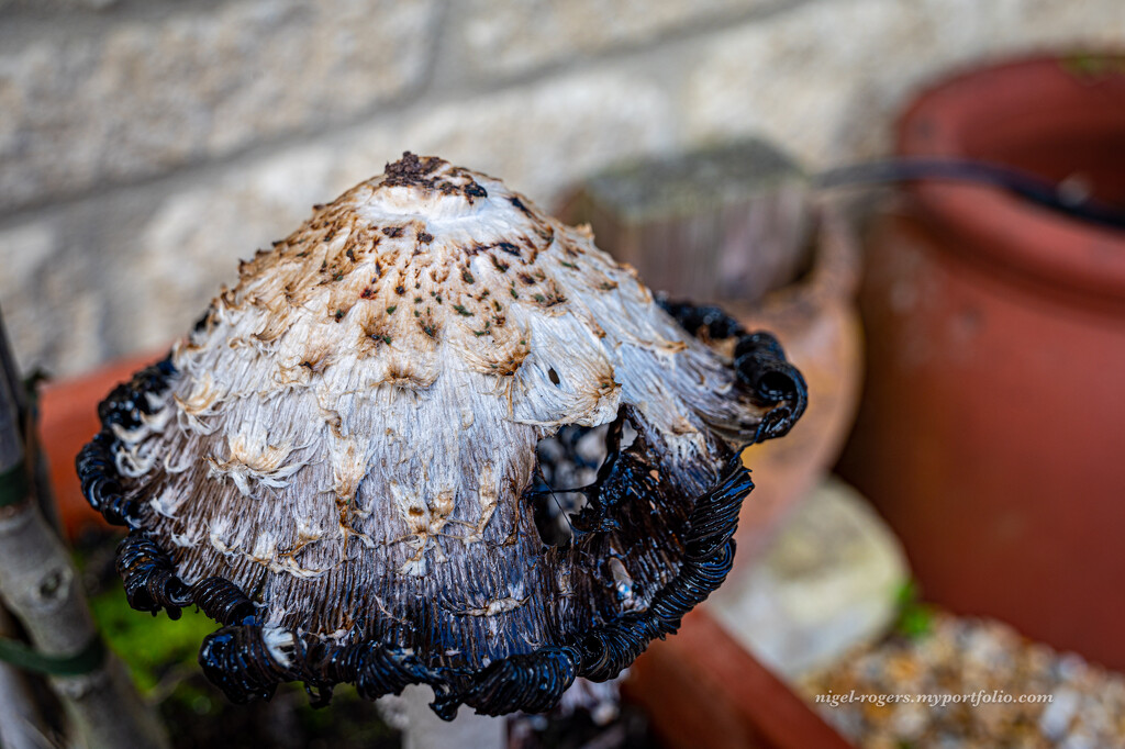 Dodgy mushroom by nigelrogers