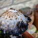 Dodgy mushroom by nigelrogers