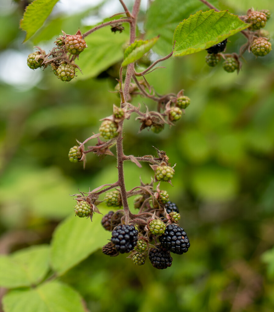 Blackberries are appearing by keeptrying