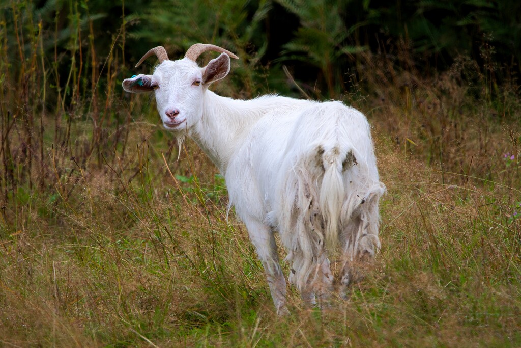 Goat by okvalle