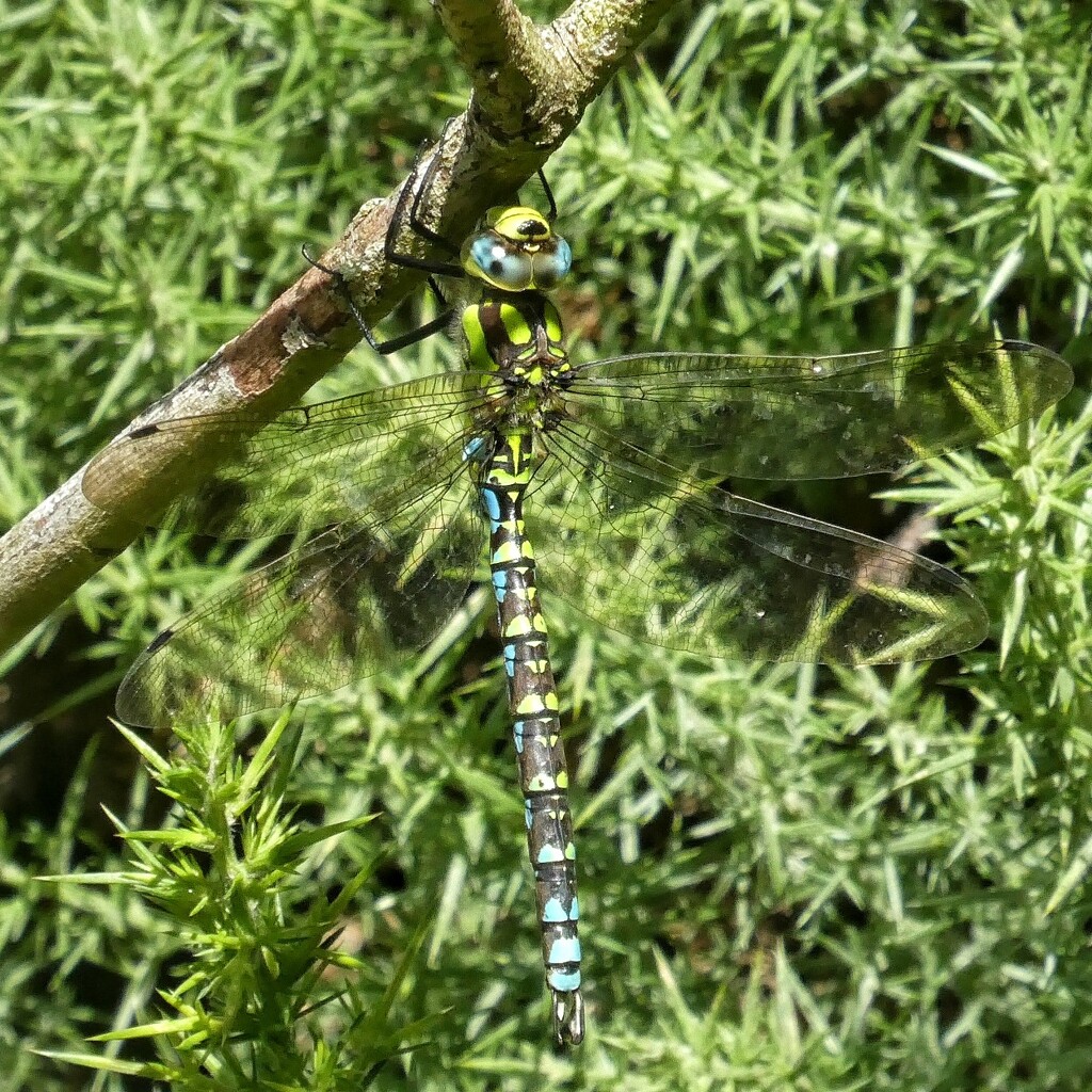 A Southern Hawker by thedarkroom