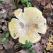 Fungi 2 by 365anne