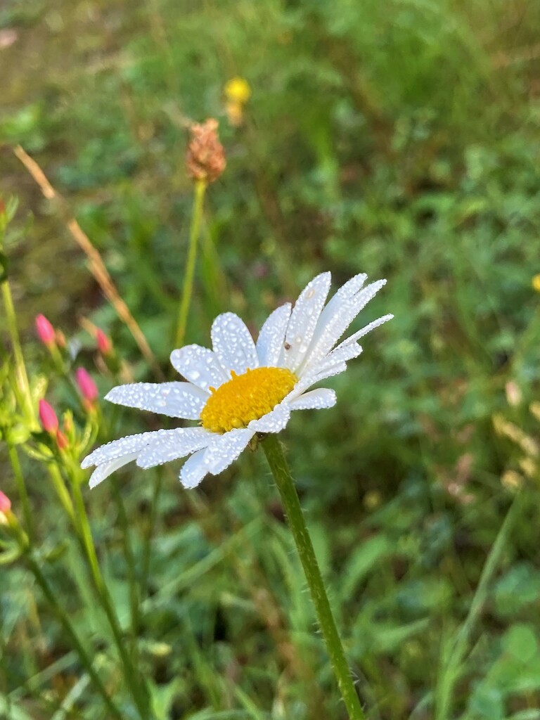 Cheerful daisy by 365anne