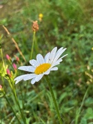 13th Aug 2023 - Cheerful daisy