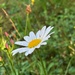 Cheerful daisy by 365anne