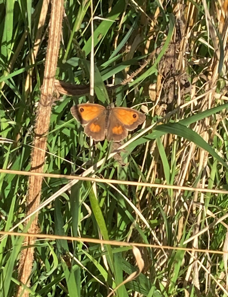 A Gatekeeper butterfly by 365anne