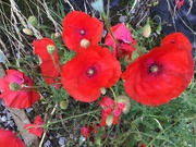 7th Aug 2023 - Poppies
