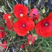 Poppies by jab