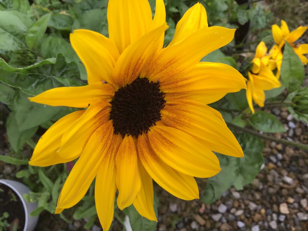 Sunflower  by jab