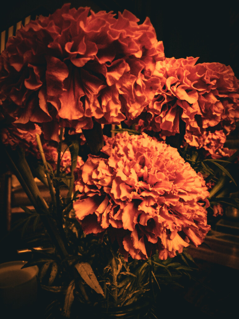 Darkly Filtered Flowers by heftler