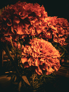 4th Aug 2023 - Darkly Filtered Flowers