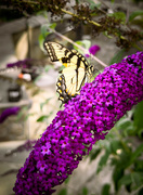 5th Aug 2023 - Aptly Named Butterfly Bush