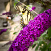 Aptly Named Butterfly Bush by heftler