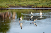 15th Aug 2023 - Black Skimmers & Egrets